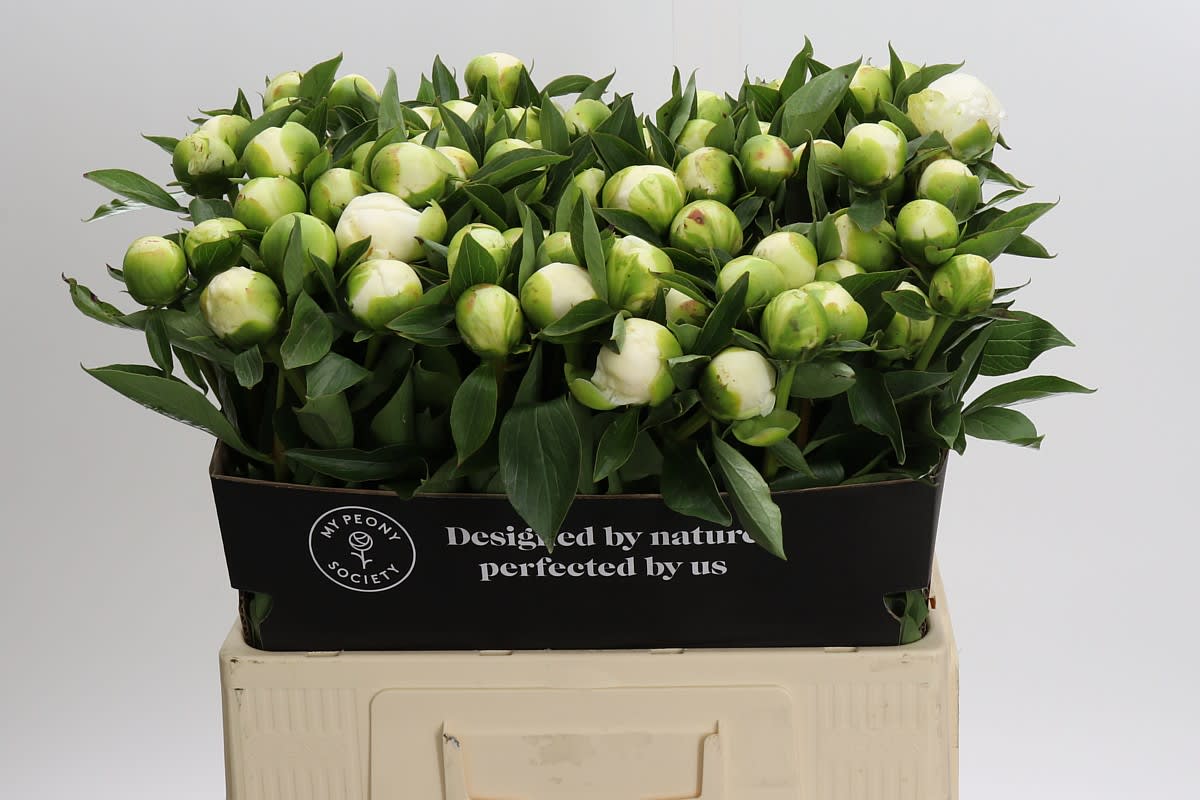 Срезанные цветы оптом Paeonia duchess de nemours от 80шт из Голландии с доставкой по России