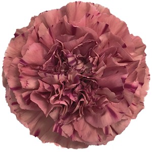 Срезанные цветы оптом Dianthus st vortex от 80шт из Голландии с доставкой по России