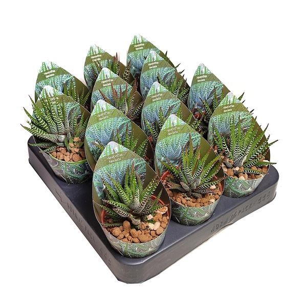 Горшечные цветы и растения оптом Haworthia Fasciata Potcover от 12шт из Голландии с доставкой по России