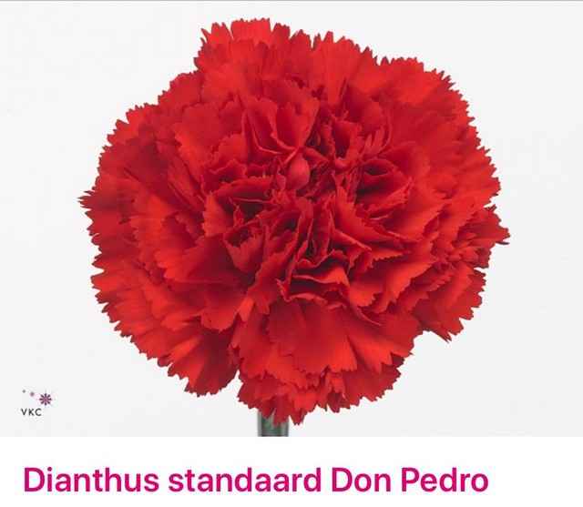 Срезанные цветы оптом Dianthus st don pedro от 80шт из Голландии с доставкой по России