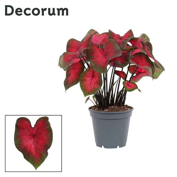 Горшечные цветы и растения оптом Caladium Red (decorum) от 6шт из Голландии с доставкой по России