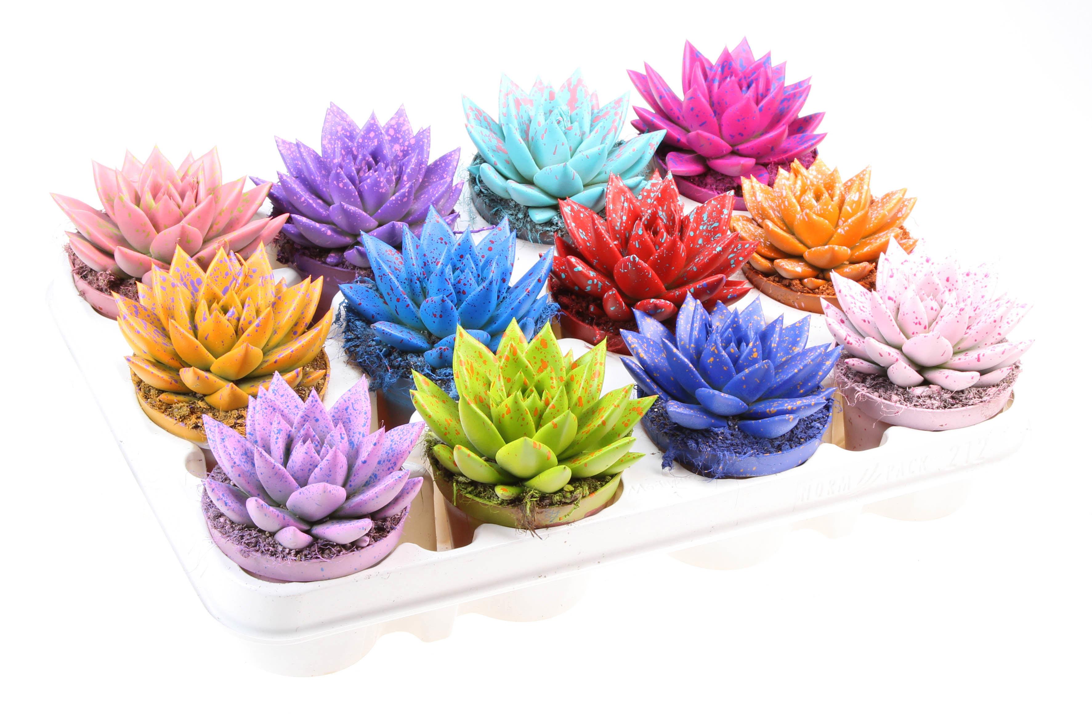 Горшечные цветы и растения оптом Echeveria Rainbow Sprinkle Mix от 12шт (для телеги) из Голландии с доставкой по России