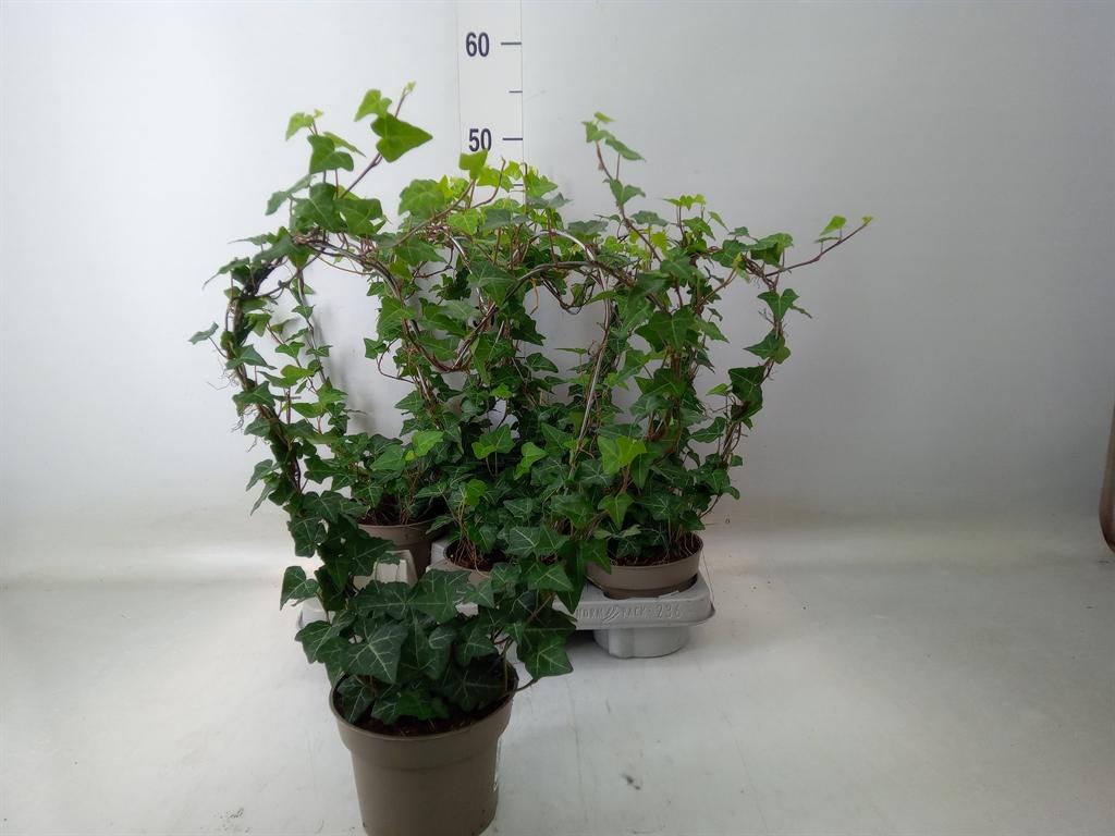 Горшечные цветы и растения оптом Hedera   ...green Leafed от 6шт из Голландии с доставкой по России