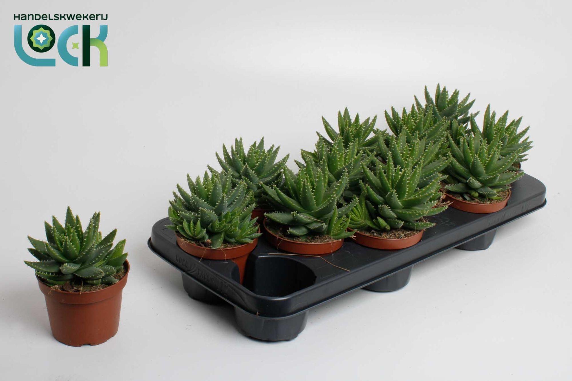 Горшечные цветы и растения оптом Aloe Brevifolia от 12шт из Голландии с доставкой по России