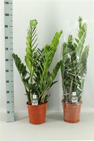 Горшечные цветы и растения оптом Zamioculcas 10+ от 1шт из Голландии с доставкой по России