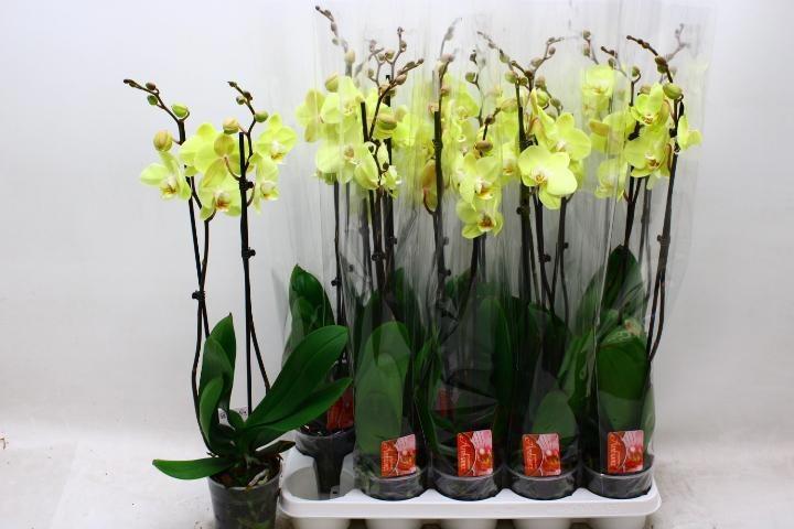 Горшечные цветы и растения оптом Phal Ov Geel от 10шт из Голландии с доставкой по России