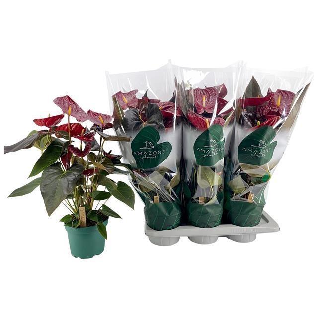 Горшечные цветы и растения оптом Anthu An Delicata от 6шт из Голландии с доставкой по России