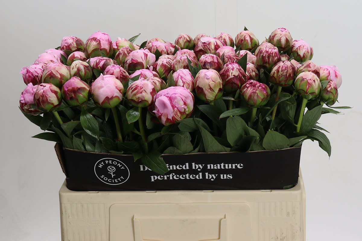 Срезанные цветы оптом Paeonia sarah bernhardt от 80шт из Голландии с доставкой по России