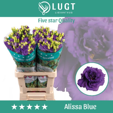 Срезанные цветы оптом Lisianthus do alissa blue от 20шт. из Голландии с доставкой по России