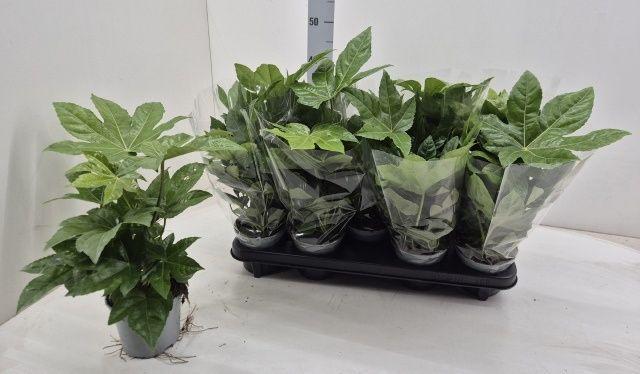 Горшечные цветы и растения оптом Fatsia Ov от 9шт из Голландии с доставкой по России