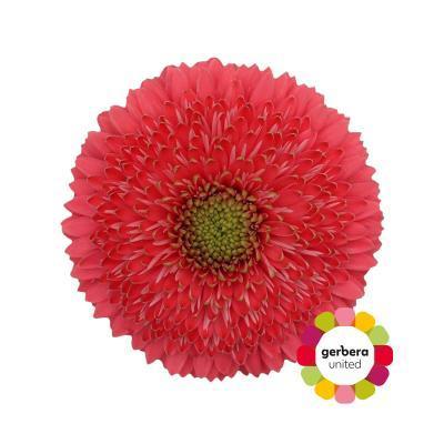 Срезанные цветы оптом Germini cupid от 30шт из Голландии с доставкой по России