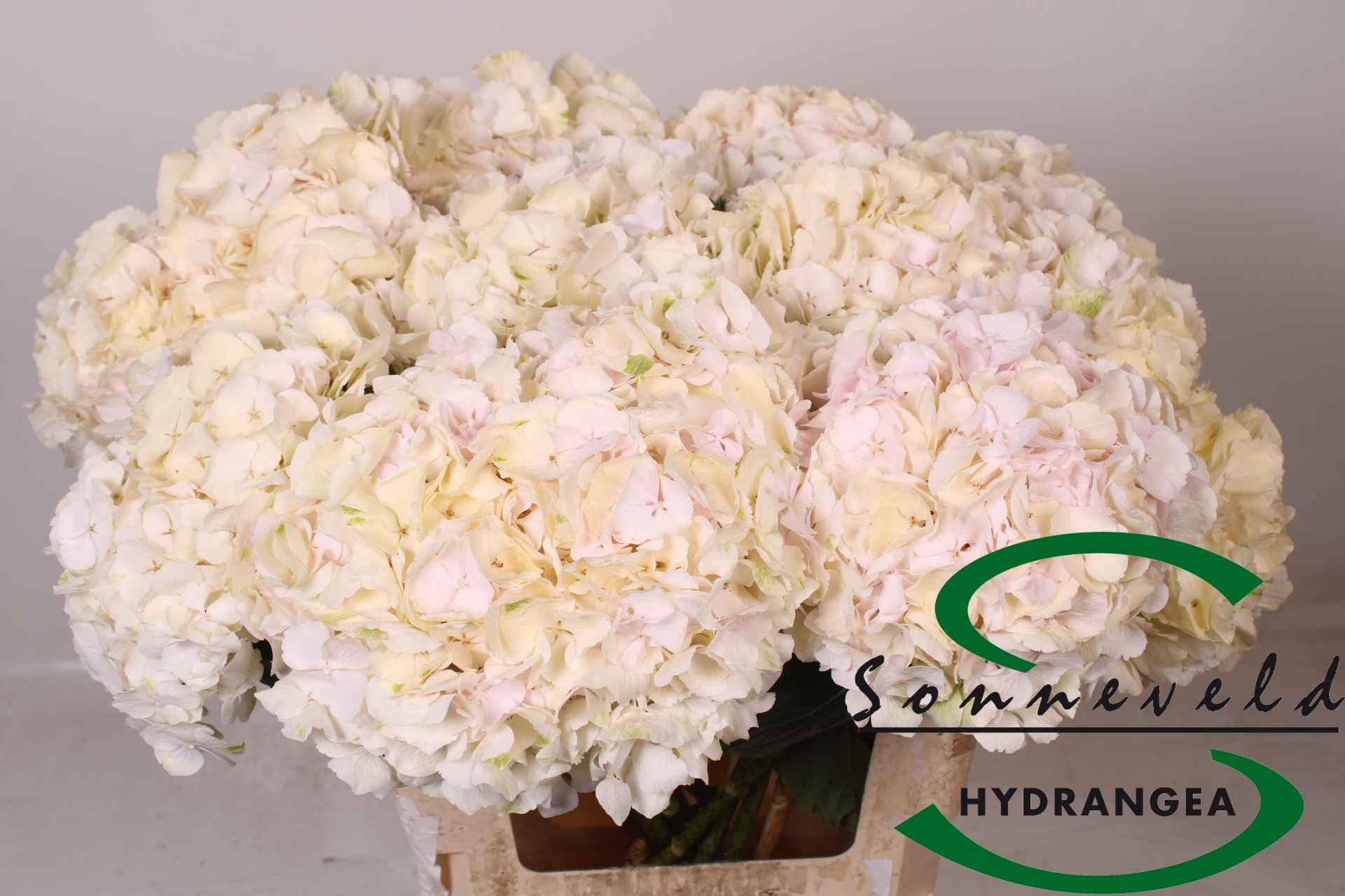 Срезанные цветы оптом Hydrangea sweet verena champagne от 10шт из Голландии с доставкой по России
