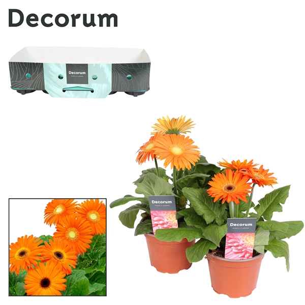 Горшечные цветы и растения оптом Gerbera Orange 2+ Showbox (decorum) от 10шт из Голландии с доставкой по России