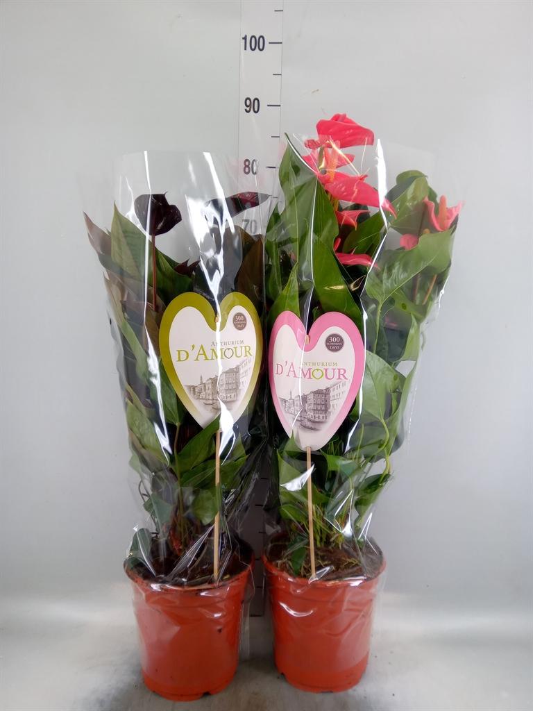 Горшечные цветы и растения оптом Anthurium Andr.   ... от 1шт из Голландии с доставкой по России