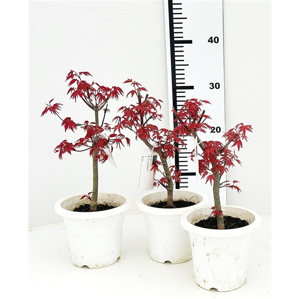 Горшечные цветы и растения оптом Bonsai Acer Palmatum Deshojo от 8шт из Голландии с доставкой по России