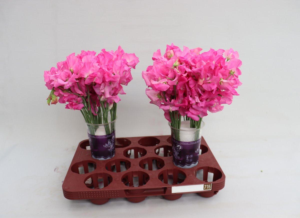 Срезанные цветы оптом Lathyrus winter sunshine pink dark от 30шт.. из Голландии с доставкой по России