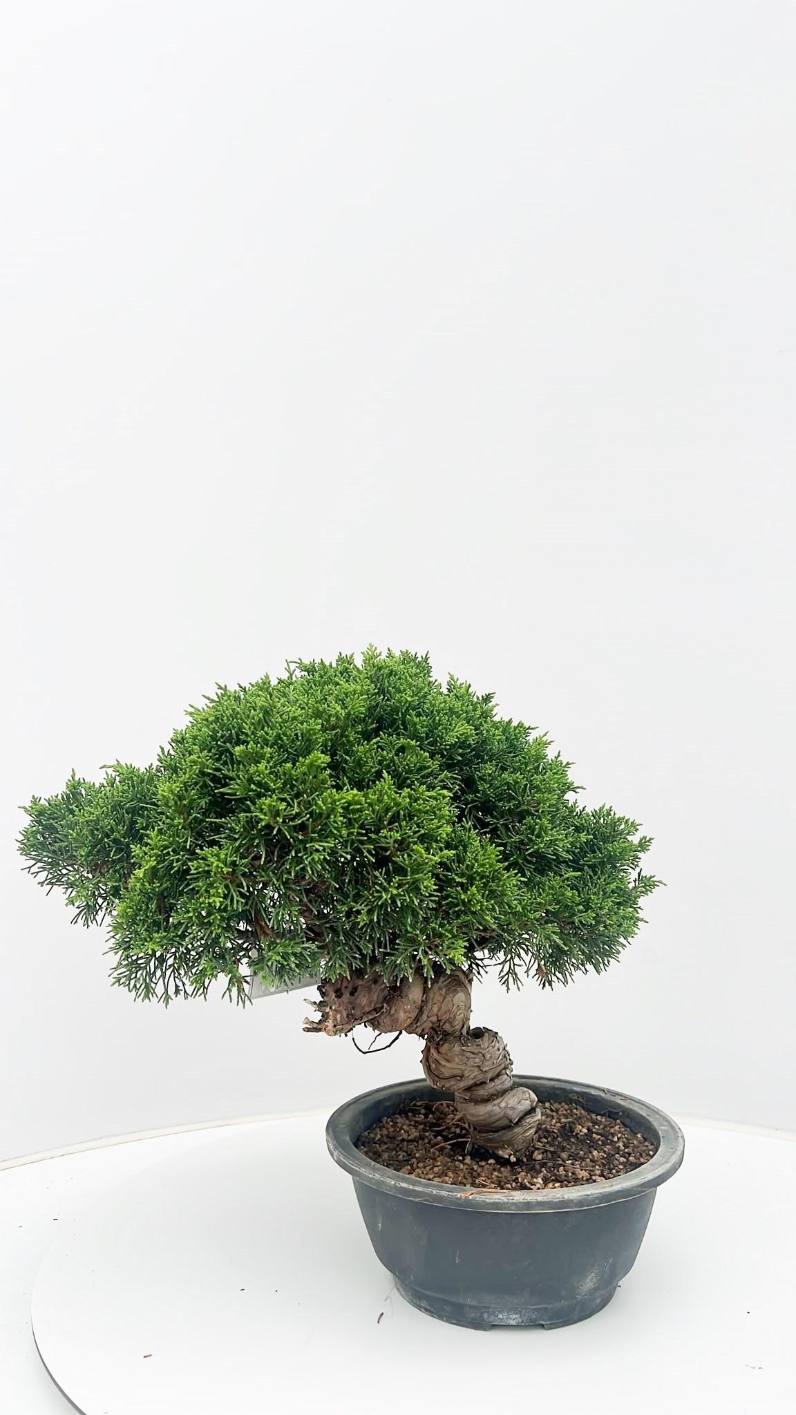 Горшечные цветы и растения оптом Juniperus Chinensis itoigawa, Twisted Trunk, Pot от 1шт из Голландии с доставкой по России