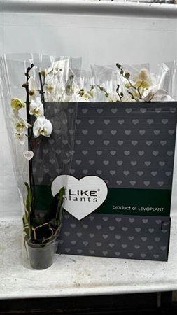 Горшечные цветы и растения оптом Phal White 1 Branche 12+ от 12шт из Голландии с доставкой по России