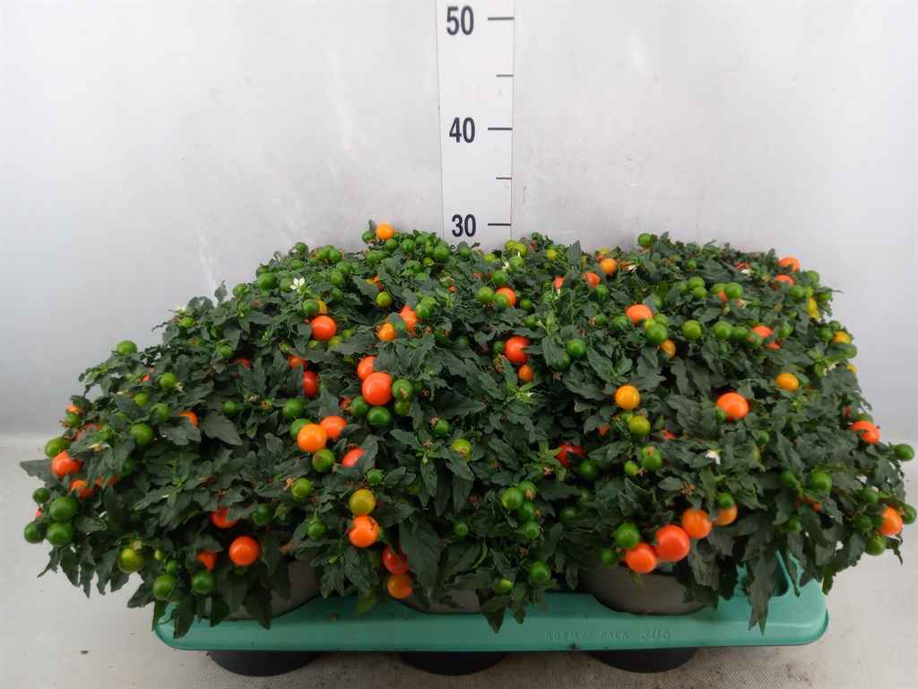 Горшечные цветы и растения оптом Solanum Pseudocapsicum от 6шт из Голландии с доставкой по России