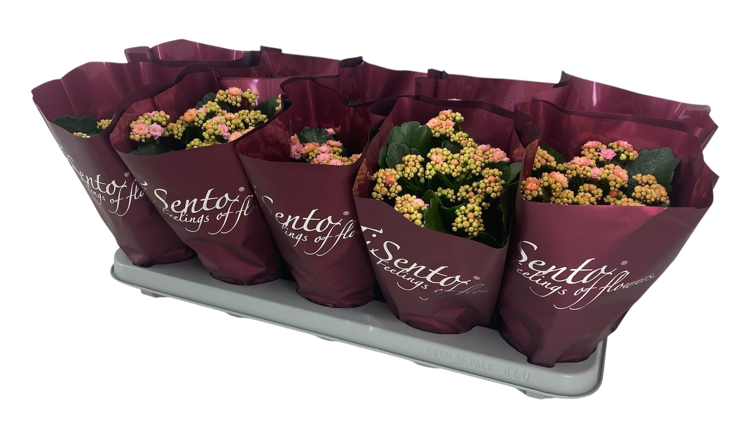 Горшечные цветы и растения оптом Kal Ge Perfecta Rosa от 10шт из Голландии с доставкой по России