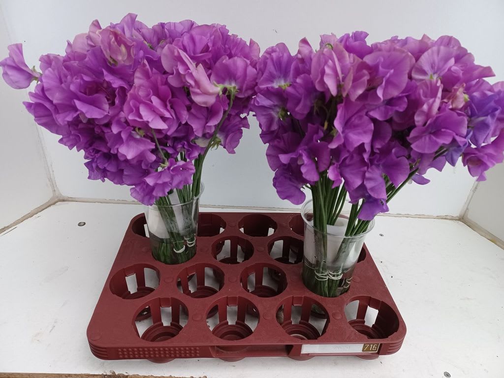 Срезанные цветы оптом Lathyrus od mauve от 100шт из Голландии с доставкой по России