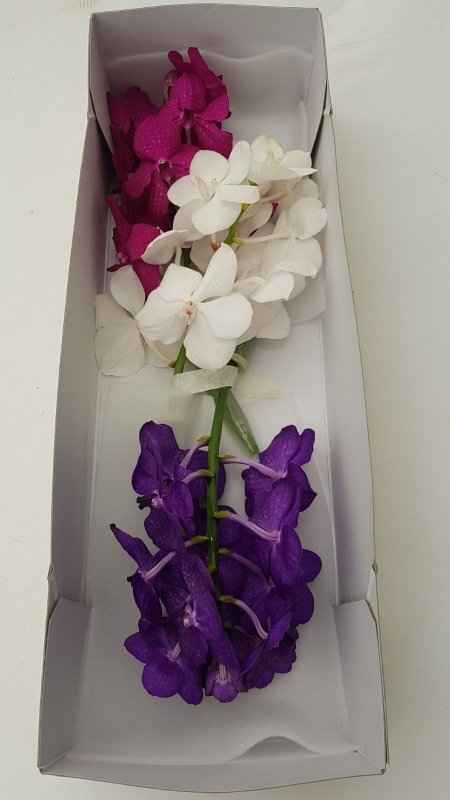 Срезанные цветы оптом Vanda mix trio от 25шт из Голландии с доставкой по России