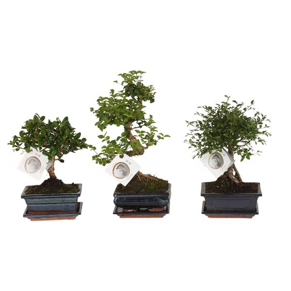 Горшечные цветы и растения оптом Bonsai Mix In Ceramic Ball S-shape With Sauc от 10шт из Голландии с доставкой по России