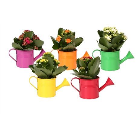 Горшечные цветы и растения оптом Kp-508.1 - Kalanchoe Rosalina 7cm In Gieter от 10шт из Голландии с доставкой по России