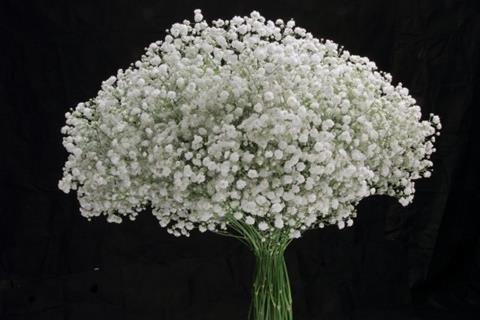 Срезанные цветы оптом Gyps bridal queen от 300шт. из Голландии с доставкой по России