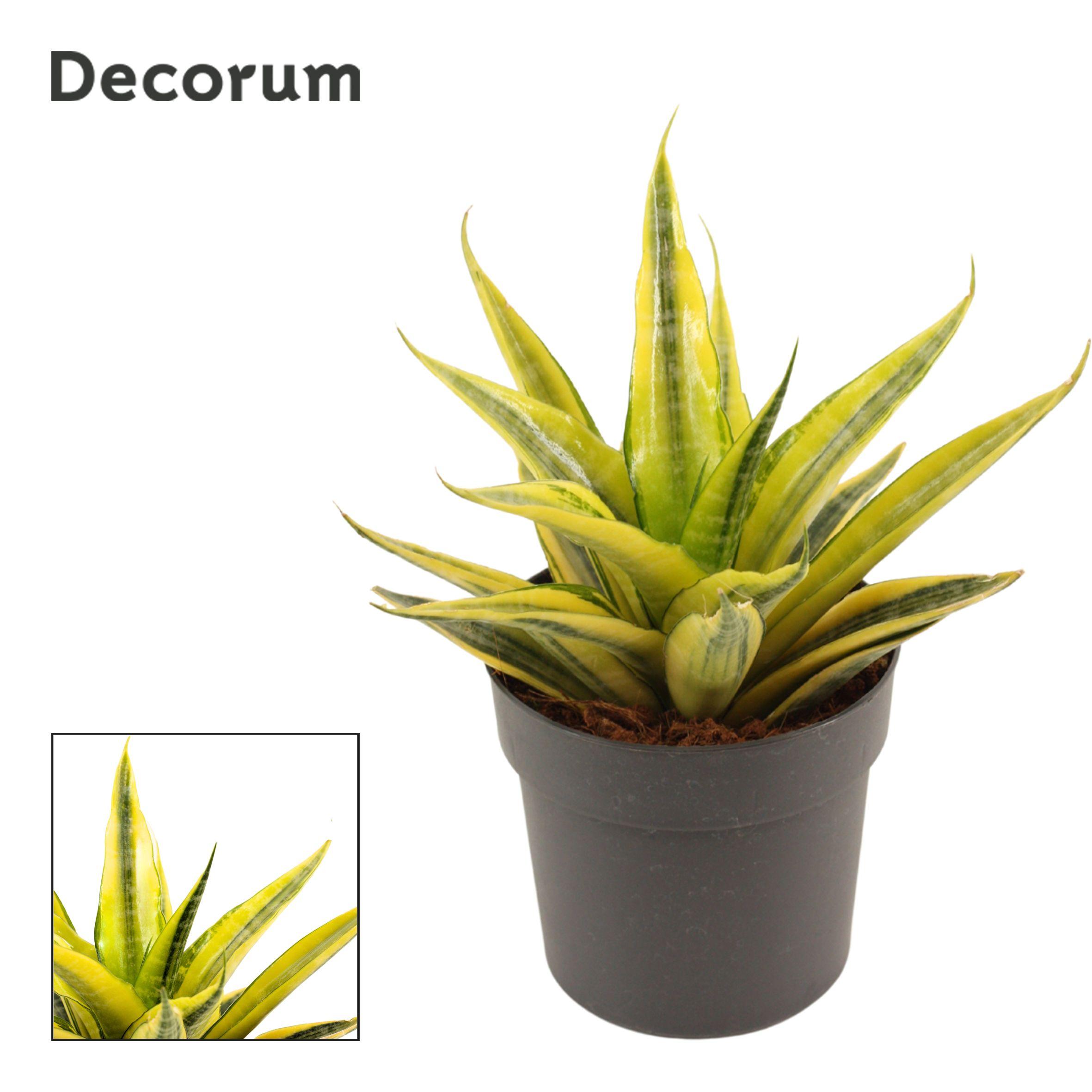 Горшечные цветы и растения оптом Sansevieria Cordova Variegated от 6шт из Голландии с доставкой по России