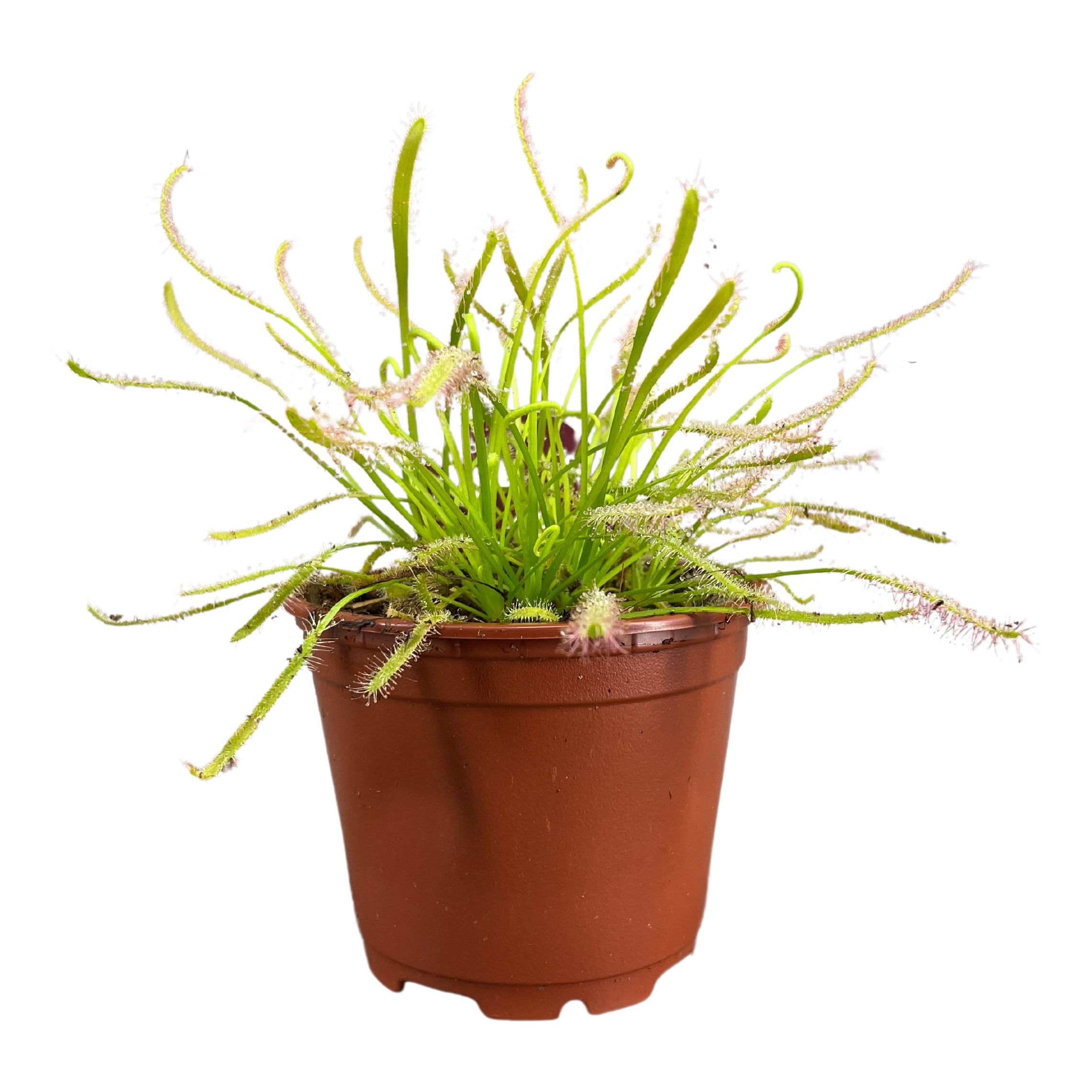Горшечные цветы и растения оптом Drosera от 12шт (для телеги) из Голландии с доставкой по России