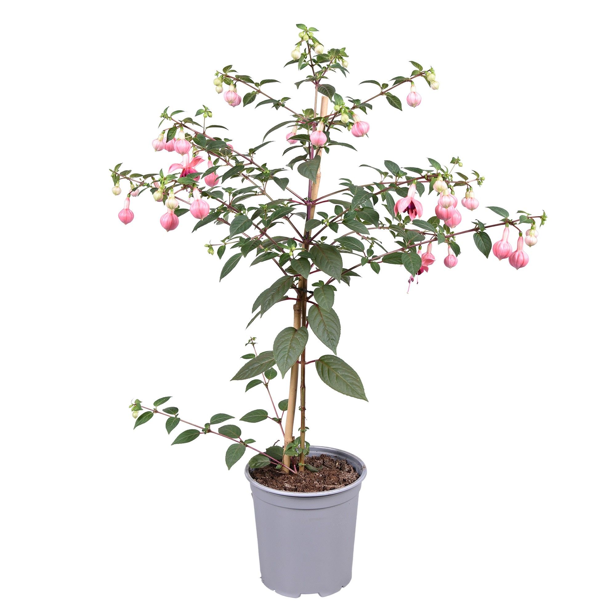 Горшечные цветы и растения оптом Fuchsia On Stem Paula Jane от 1шт из Голландии с доставкой по России