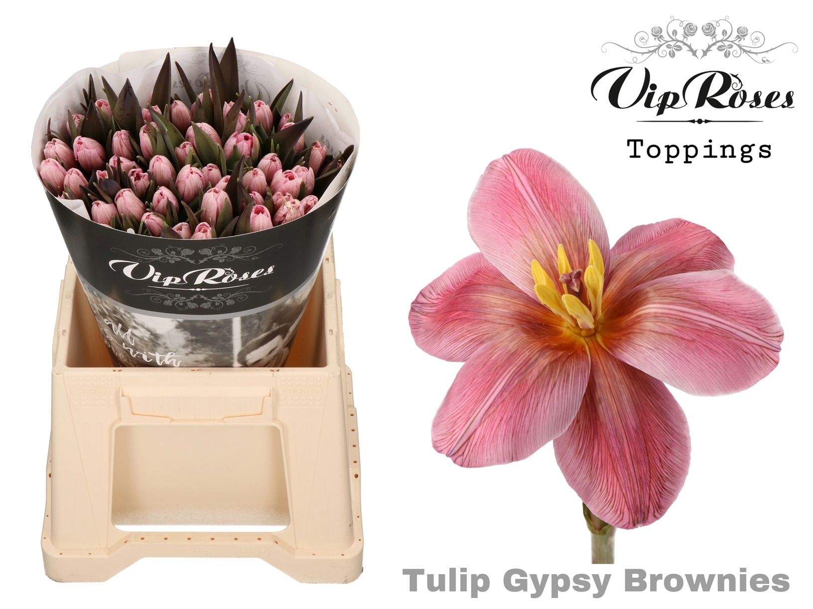 Срезанные цветы оптом Tulipa si paint gypsy brown от 50шт из Голландии с доставкой по России