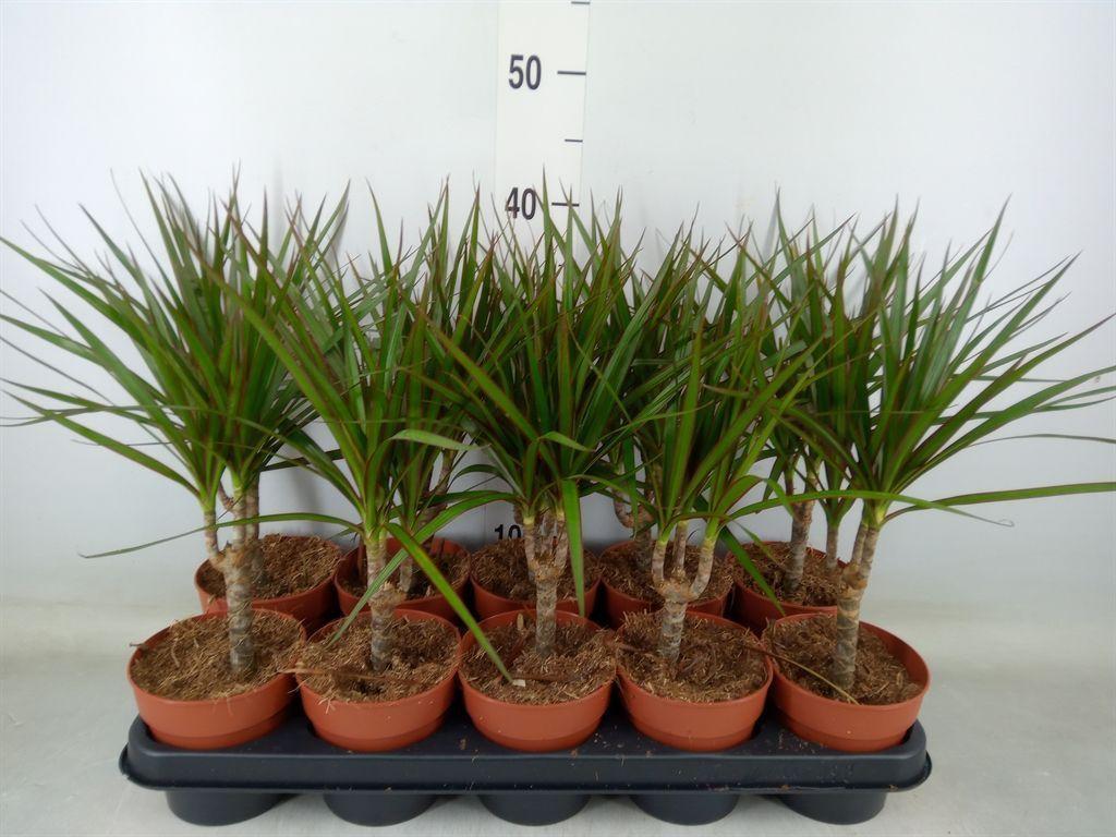 Горшечные цветы и растения оптом Dracaena Marg. от 10шт из Голландии с доставкой по России Горшечные цветы и растения оптом Dracaena Marg. от 10шт из Голландии с доставкой по России