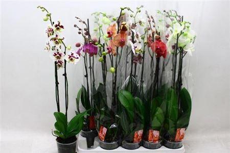 Горшечные цветы и растения оптом Phal Gem 2 Branches 18+ от 10шт из Голландии с доставкой по России