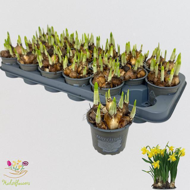 Горшечные цветы и растения оптом Narc O Tete A Tete от 18шт (для телеги) из Голландии с доставкой по России