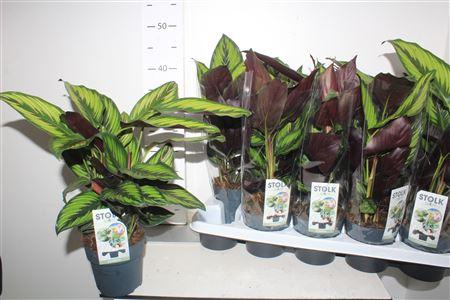 Горшечные цветы и растения оптом Calathea 12cm Beautystar (princep от 10шт из Голландии с доставкой по России