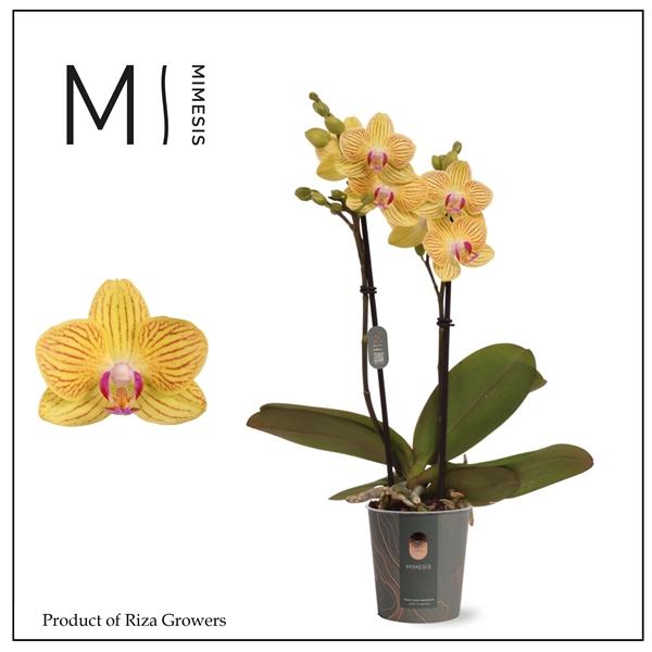 Горшечные цветы и растения оптом Phal 2st Gold Baby (mimensis) от 20шт (для телеги) из Голландии с доставкой по России