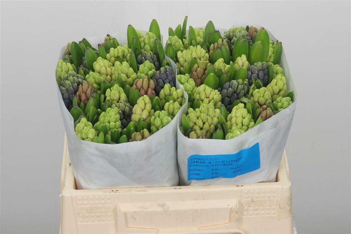Срезанные цветы оптом Hyacinthus rainbow (mixbunch) от 50шт из Голландии с доставкой по России