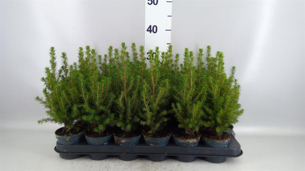 Горшечные цветы и растения оптом Picea Glauca perfecta от 18шт (для телеги) из Голландии с доставкой по России