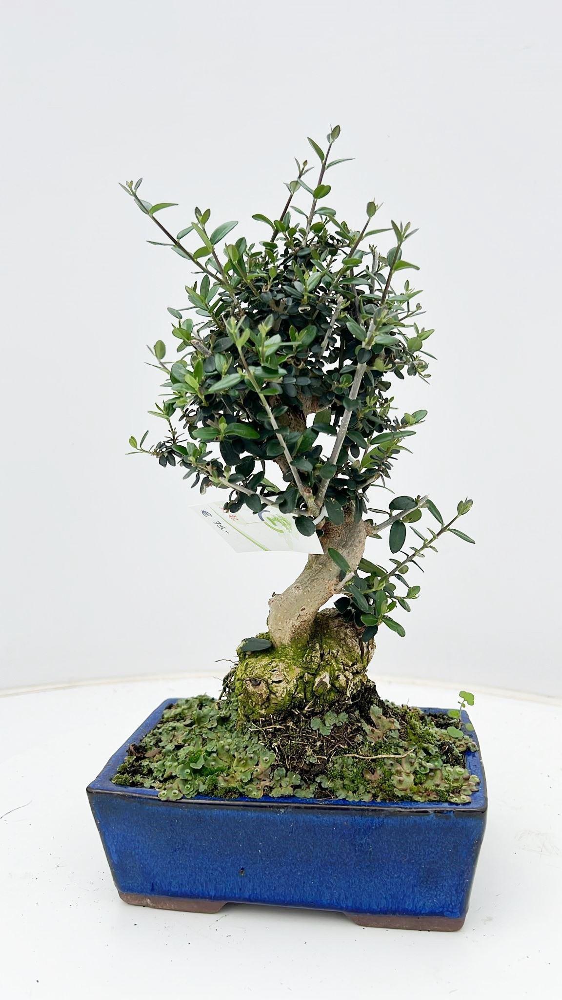 Горшечные цветы и растения оптом Olea Sylvestris, Pot 18cm., Height 35cm. от 3шт из Голландии с доставкой по России