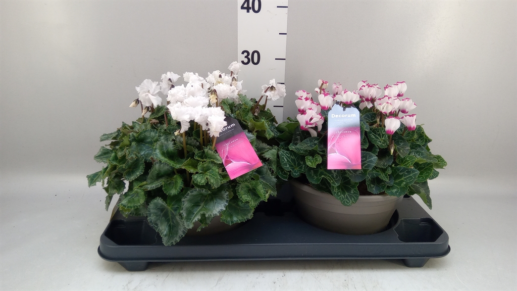 Горшечные цветы и растения оптом Cyclamen Gr lovely Moments от 2шт (для телеги) из Голландии с доставкой по России