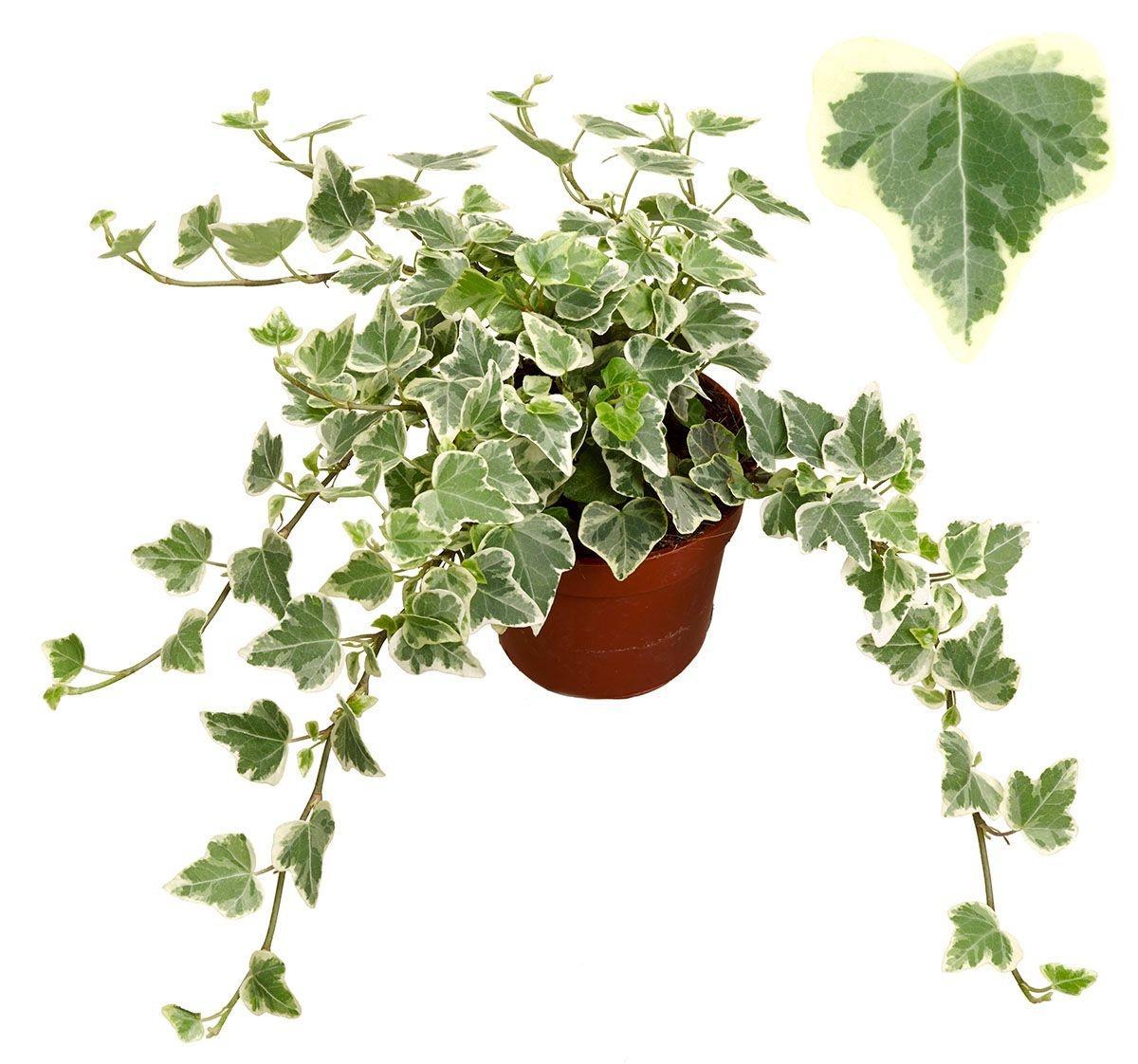 Горшечные цветы и растения оптом Hedera Hel. White Wonder от 12шт (для телеги) из Голландии с доставкой по России