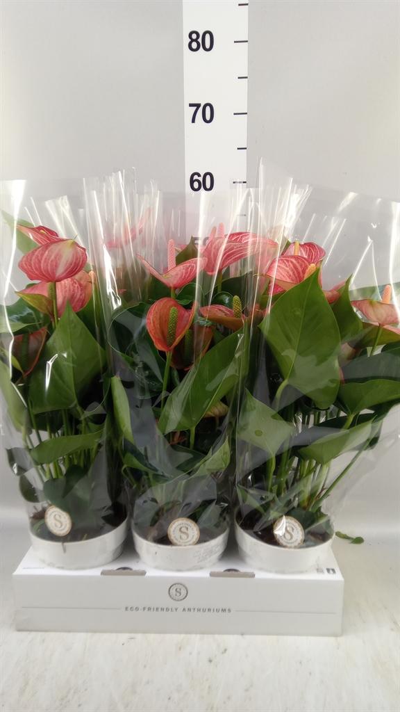 Горшечные цветы и растения оптом Anthurium Andr. livium Ruby от 6шт из Голландии с доставкой по России