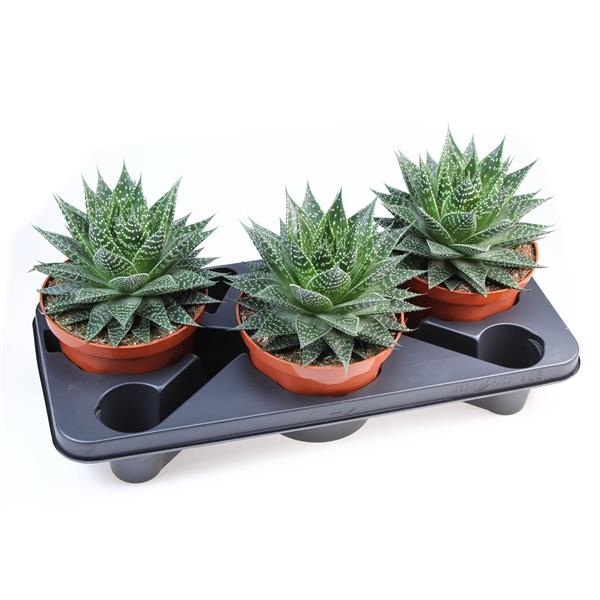 Горшечные цветы и растения оптом Gasteria Aurora от 3шт из Голландии с доставкой по России