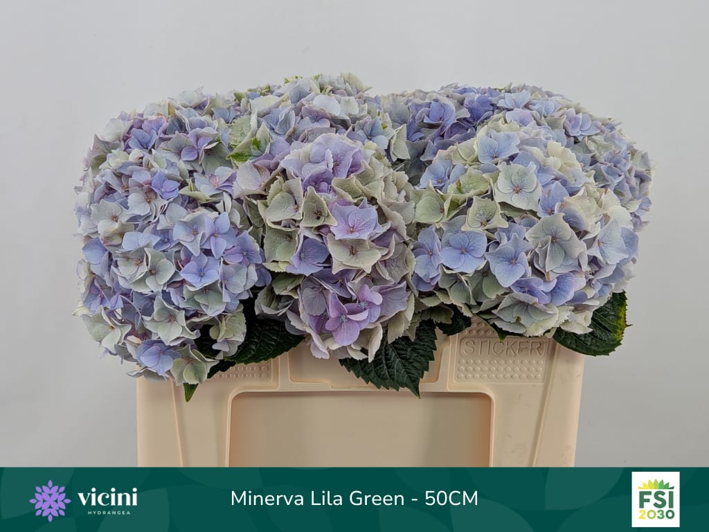 Срезанные цветы оптом Hydrangea my beautiful minerva classic от 10шт из Голландии с доставкой по России