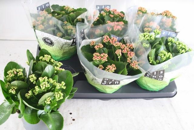 Горшечные цветы и растения оптом Kal Ge Gem 5 Kl от 6шт из Голландии с доставкой по России