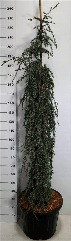 Горшечные цветы и растения оптом Cedrus Lib Blue Fountain от 1шт из Голландии с доставкой по России