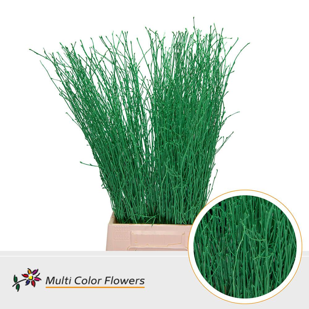 Срезанные цветы оптом Betula paint green dark от 100шт из Голландии с доставкой по России