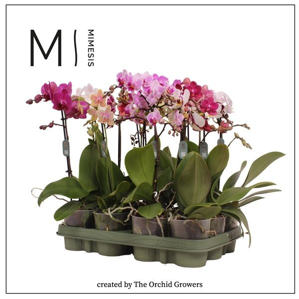 Горшечные цветы и растения оптом Phal 1st Mix 9+ (orchid Growers) от 12шт из Голландии с доставкой по России